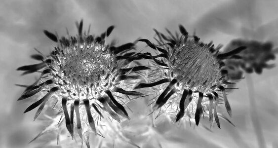 Thistle blossom bloom