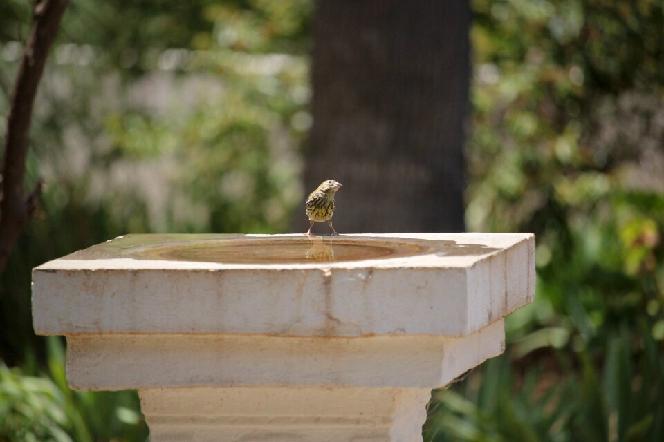 Nature bird water
