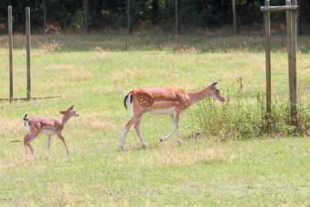 Fallow deer nature forest photo