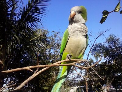 Tree sky parrots