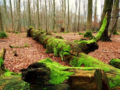 Forest walk moss