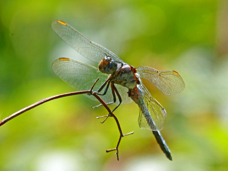 Orthetrum cancellatum dragonfly pose