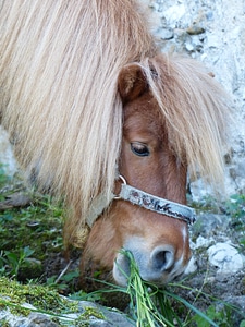 Pony horse animal photo