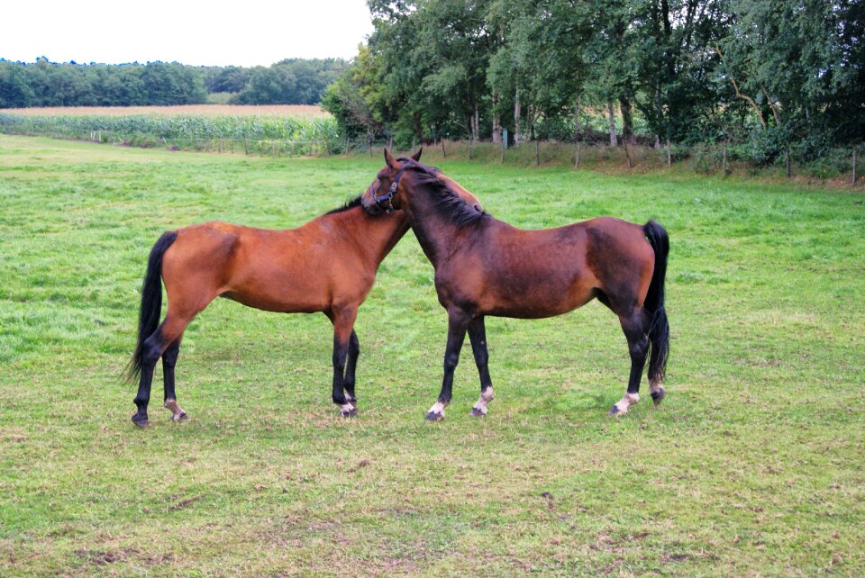 Horsehead pasture landscape