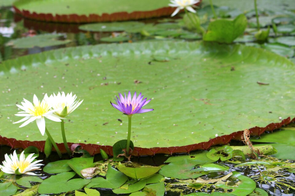 Aquatic plant nature pond