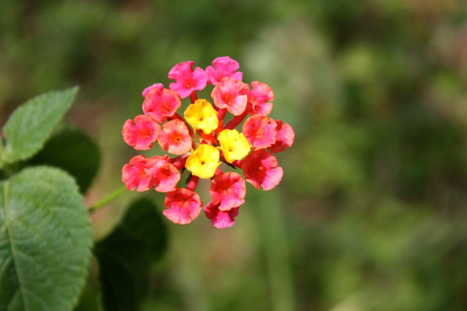 Pink yellow blossom