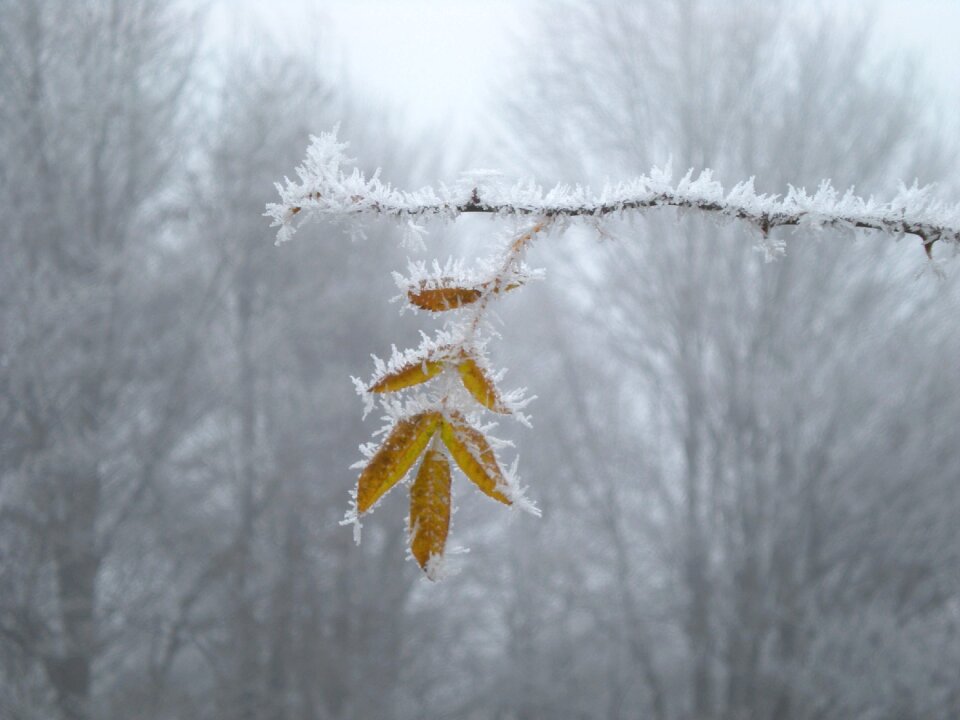 Frost tree fog