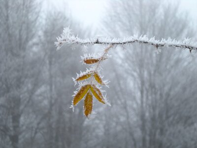 Frost tree fog