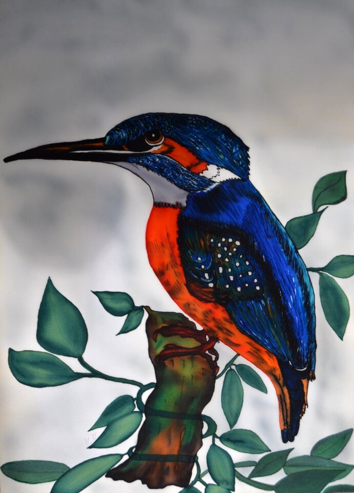 Bird nature flying jewel