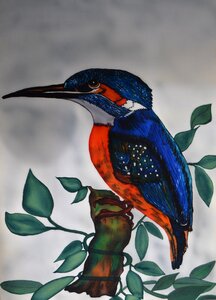 Bird nature flying jewel