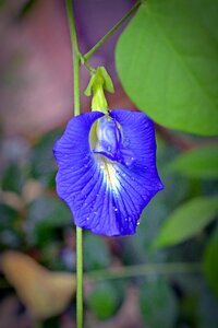 Bloom flower blue