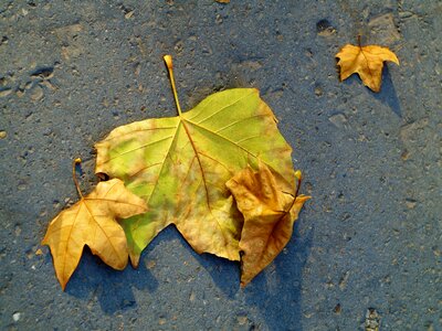 Fall autumn wood