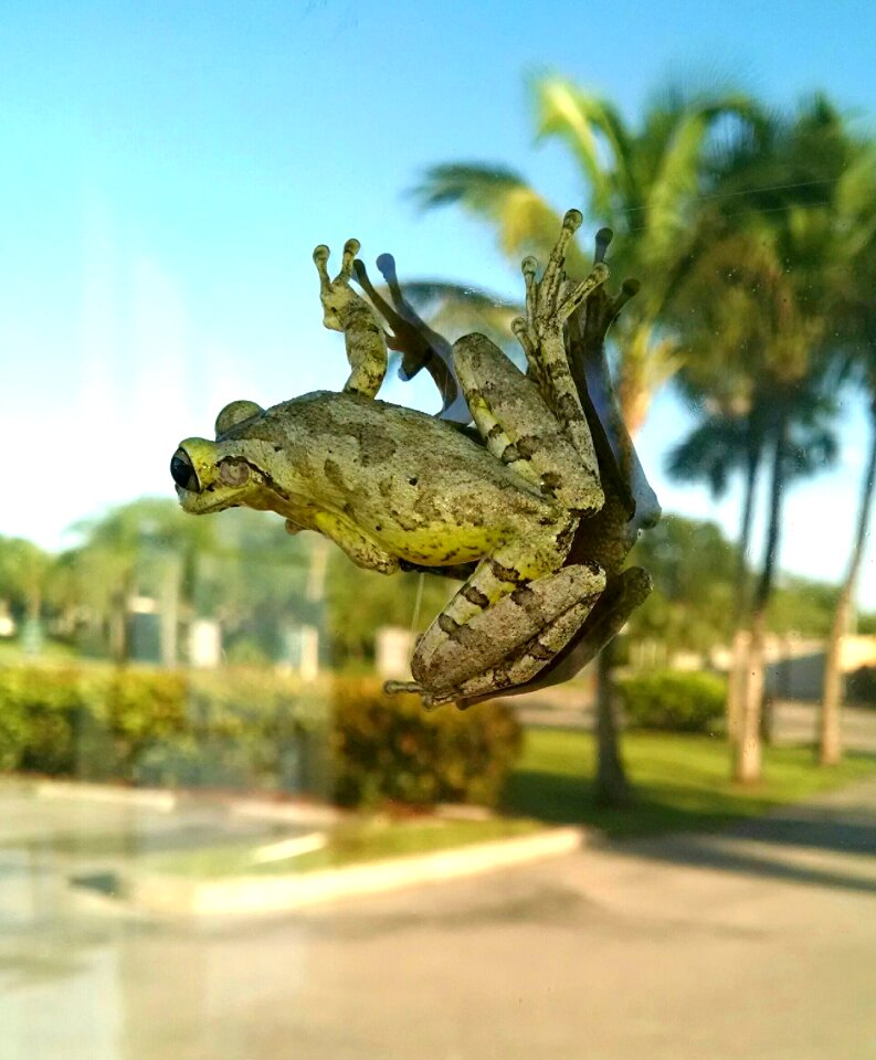 Amphibian frog on window