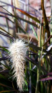 White plume plant type of grass