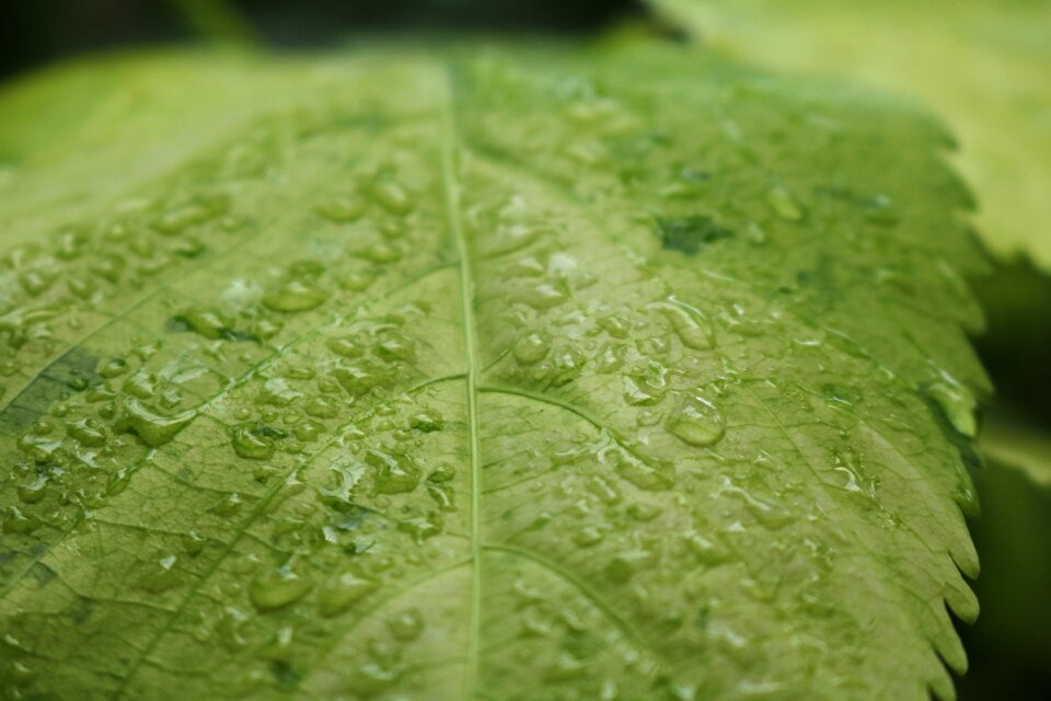 Dewdrop nature leaf veins