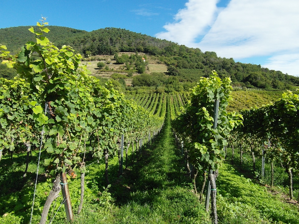 New wine vintage palatinate