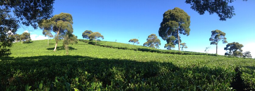 Tropical green tea