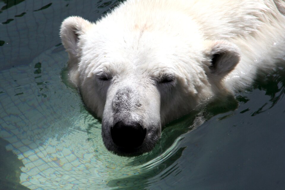 Animals nature wild animal