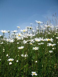Nature flower grass