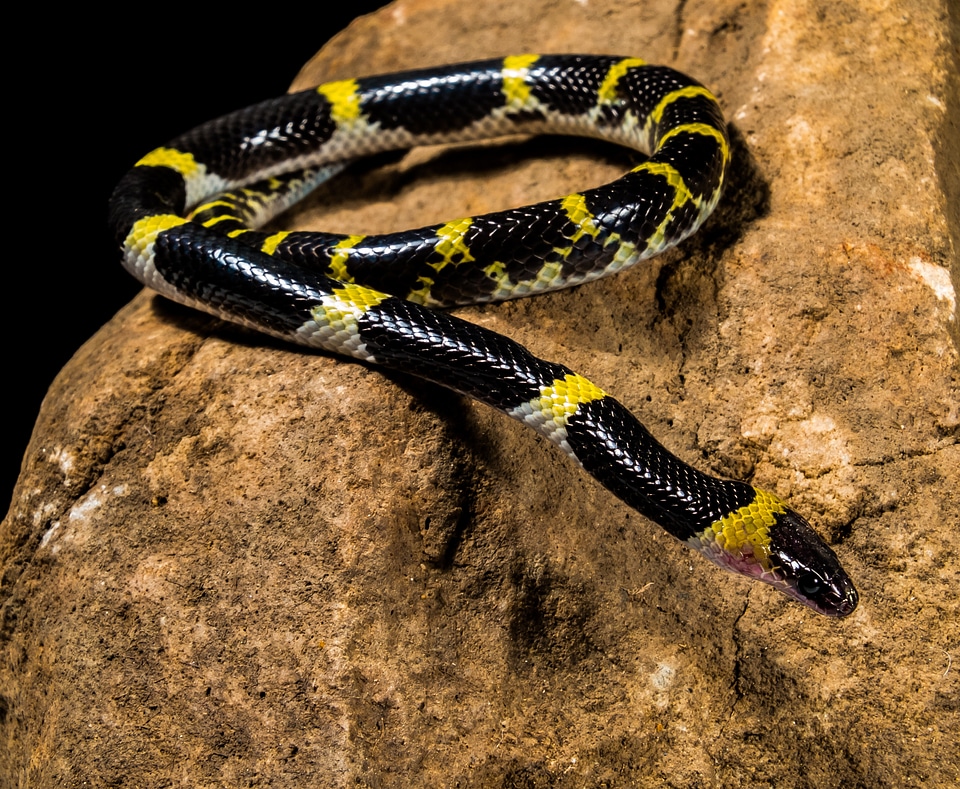 Black yellow non toxic reptile
