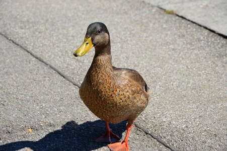 Duck starnberger see water