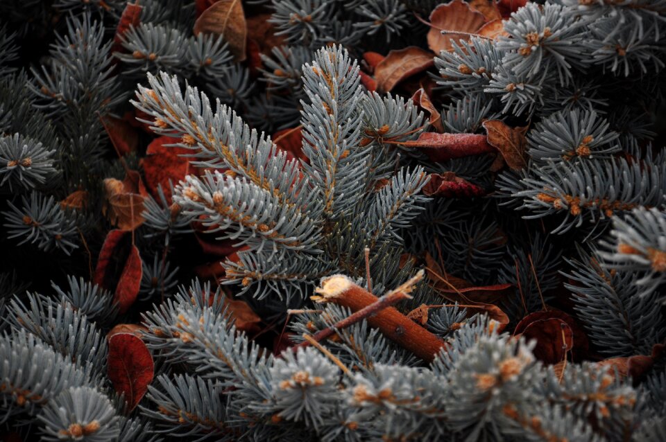 Frost winter background