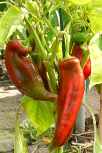 Healthy food vegetables