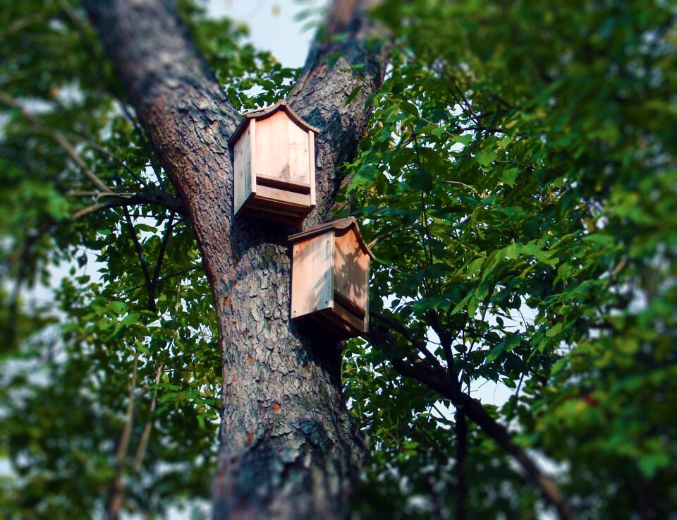 Roosting box bat box