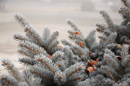 Plant bush pine