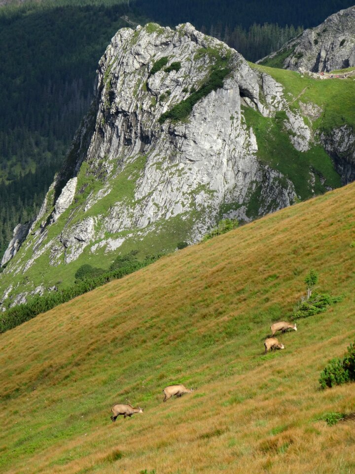 Landscape chamois nature