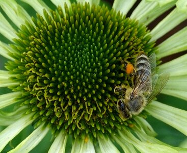 Honey bee nature macro photo