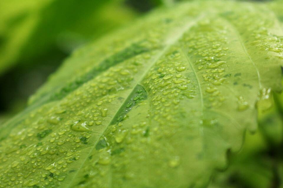Dewdrop nature leaf veins