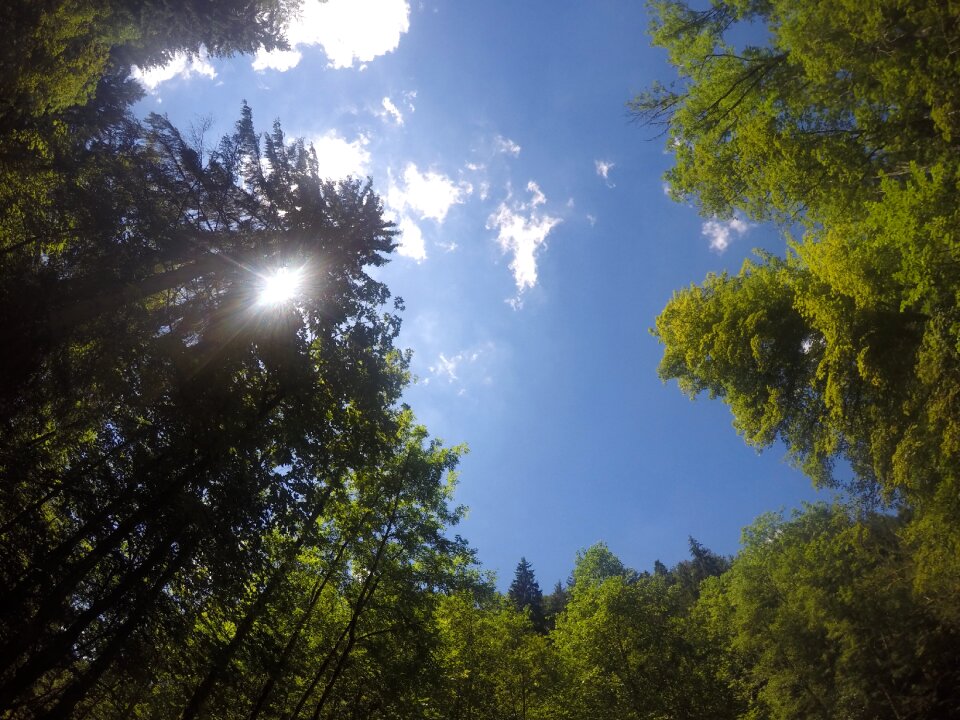 Sun summer trees