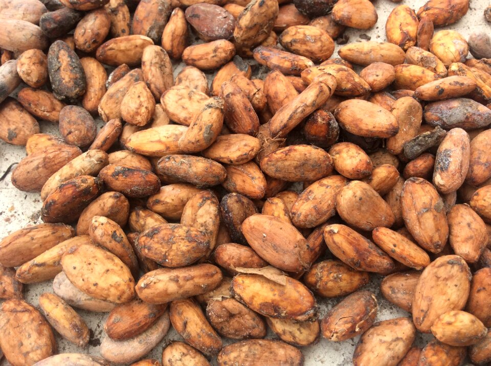 Cocoa nature exotica