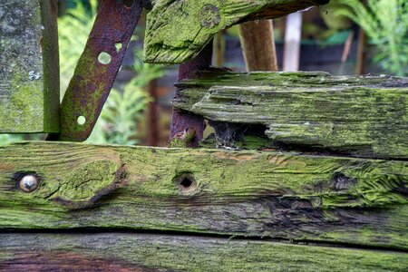 Old wood ailing