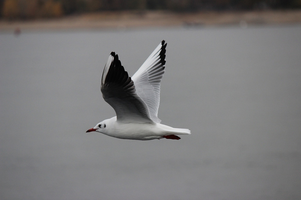 Seagull white flight