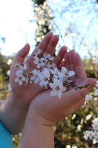 Cherry handschild spring