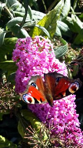 Flower insect summer