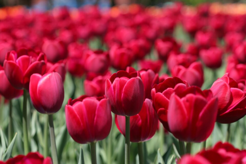 Flower red