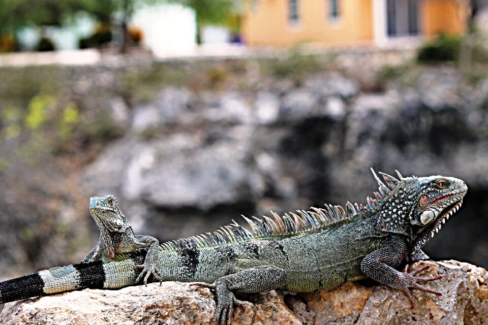 Nature animal animals