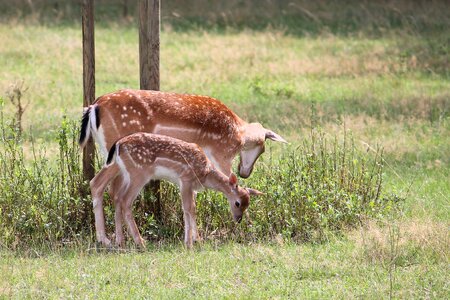 Fallow deer nature forest photo