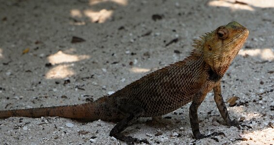 Animal nature beach