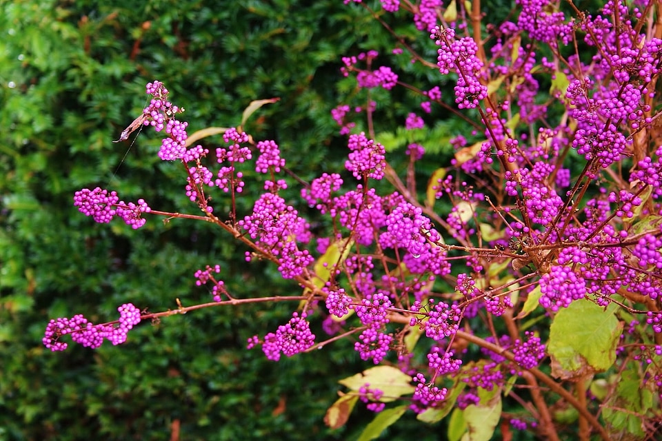 Clean fruit berry bush ornamental berries