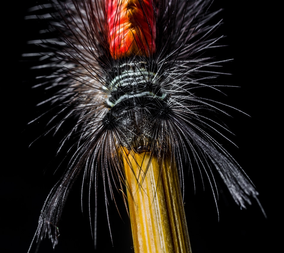 Hairy prickly close up