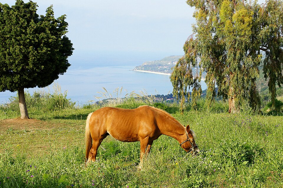 Animal nature horses