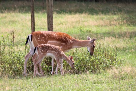 Fallow deer nature forest photo