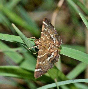 Brown moth insectoid wings photo