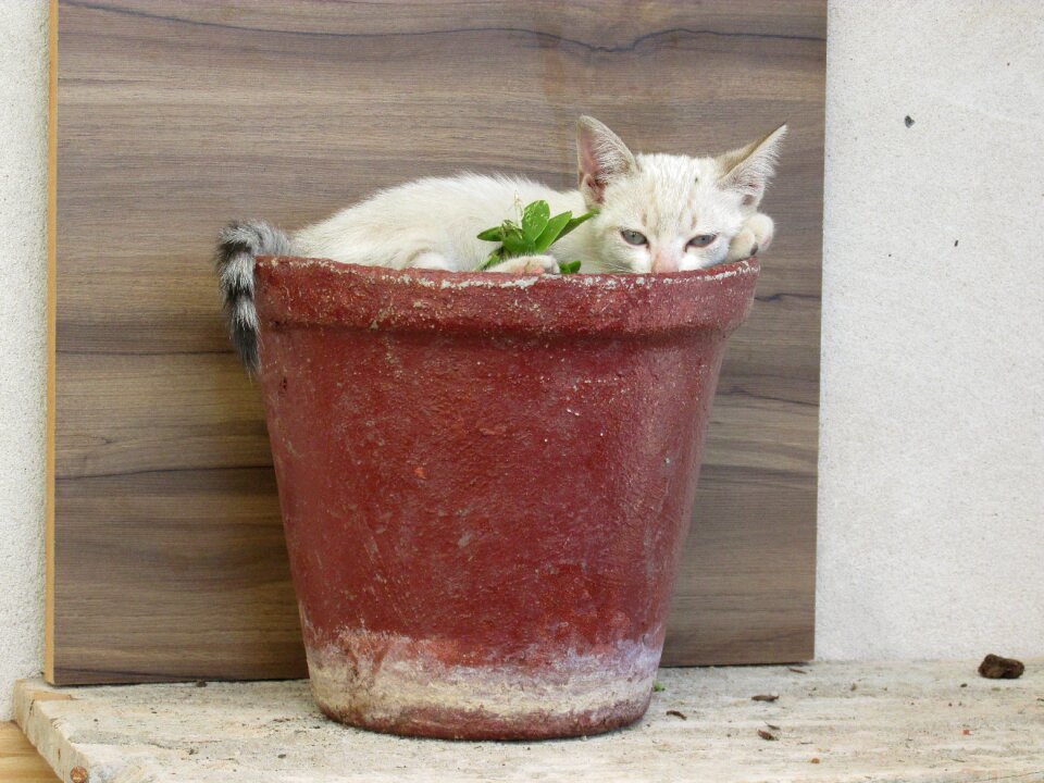 Kitten animal funny