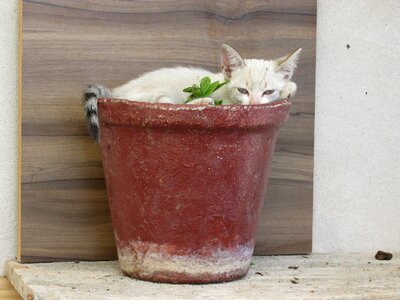 Kitten animal funny