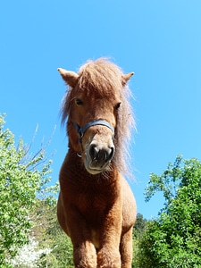 Animal fur wuschelig